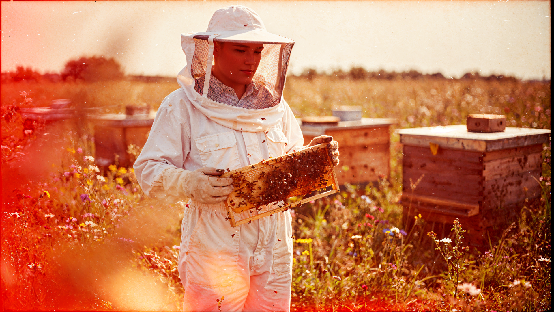 Beekeeper in protective suit inspects a honeycomb frame amid hive boxes in a sunlit apiary — 4K Ultra HD desktop wallpaper/background capturing bees and beekeeping.