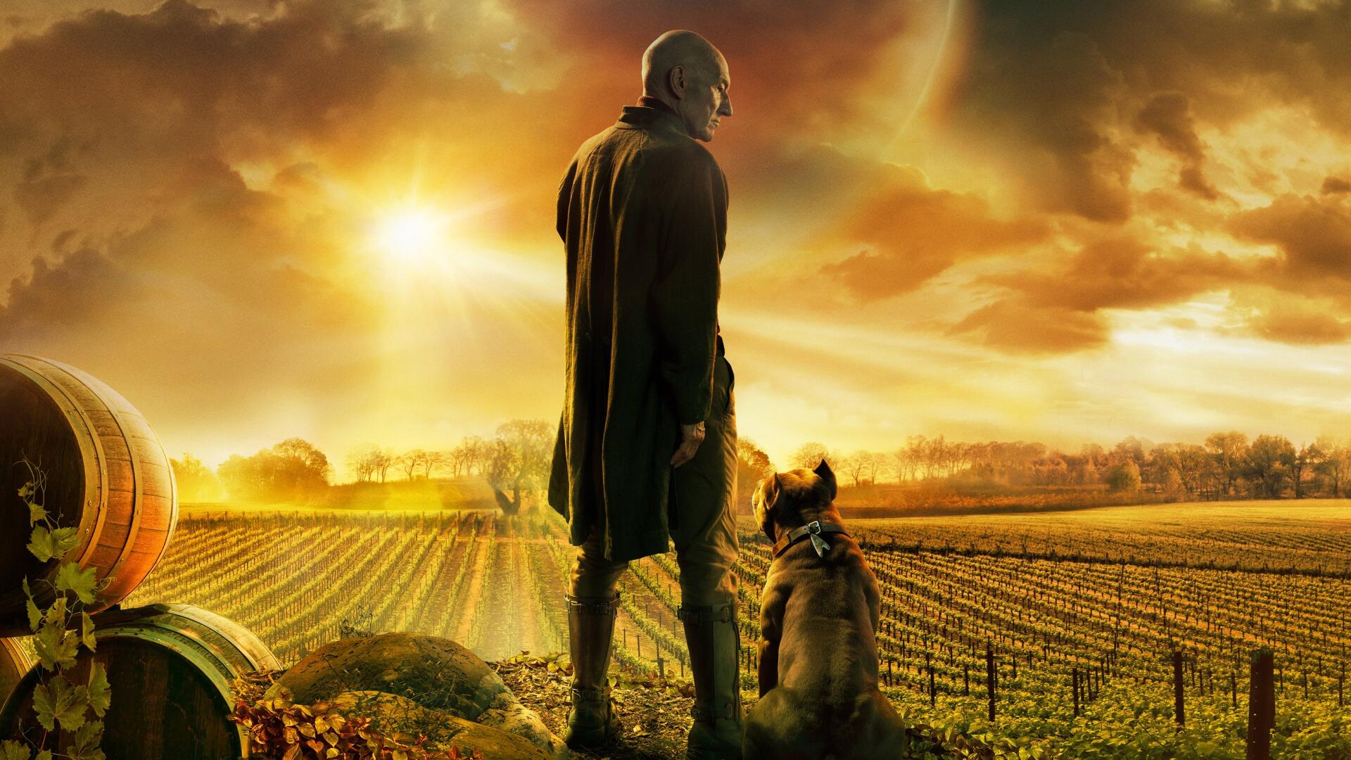 Star Trek: Picard 4K Ultra HD PC desktop wallpaper and background — an older Picard stands in a sunlit vineyard at sunset with his dog, facing the glowing horizon.