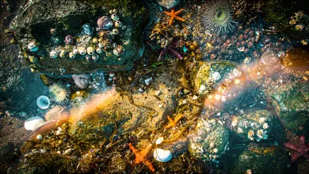4K Ultra HD PC desktop wallpaper and background: a sunlit tide pool with orange starfish, sea anemones, barnacles, shells and green algae on rocky pools, vivid colors and shimmering water.