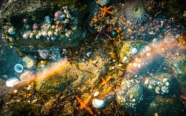 4K Ultra HD PC desktop wallpaper and background: a sunlit tide pool with orange starfish, sea anemones, barnacles, shells and green algae on rocky pools, vivid colors and shimmering water.