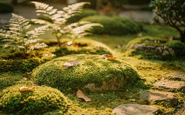 Lush moss garden with rounded moss mounds, dappled sunlight and scattered leaves — 4K Ultra HD PC desktop wallpaper and background.