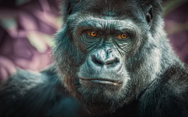 Close-up portrait of a gorilla ape primate with intense amber eyes, high-detail 4K Ultra HD PC desktop wallpaper background.