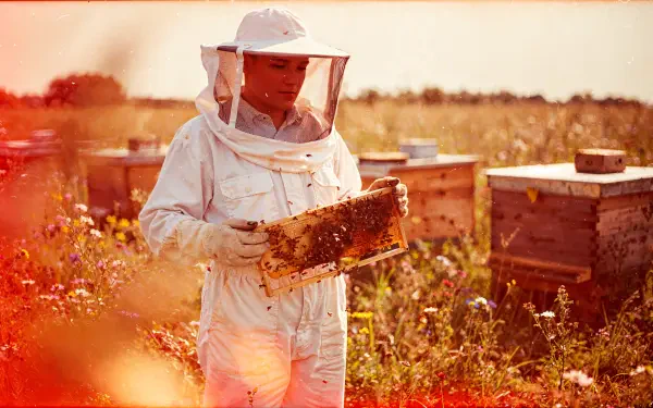 Beekeeper in protective suit inspects a honeycomb frame amid hive boxes in a sunlit apiary — 4K Ultra HD desktop wallpaper/background capturing bees and beekeeping.