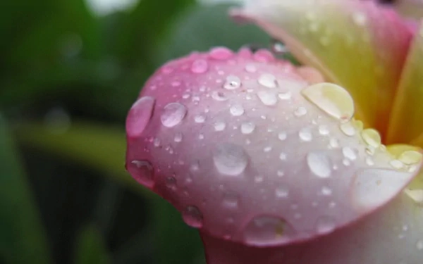 Macro close-up of a pink flower petal covered in clear dew drops, showcasing delicate texture and vibrant nature detail in HD desktop wallpaper quality.