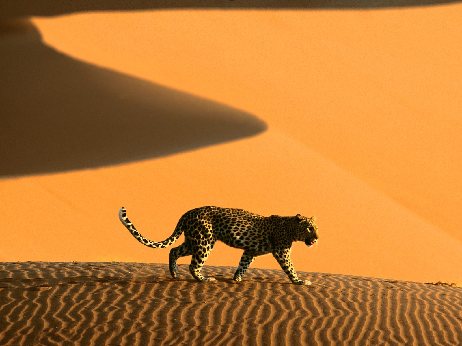 Leopard gracefully striding through scenic desert landscape.