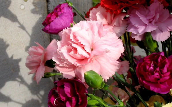 HD desktop wallpaper showcasing vibrant carnations in shades of pink, red, and deep magenta, highlighting the beauty of nature’s floral details.