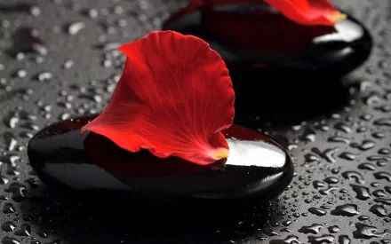 A serene still life featuring smooth black stones adorned with vibrant red rose petals, all resting on a glistening, wet surface, creating a tranquil HD desktop wallpaper.