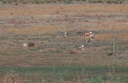 HD PC desktop wallpaper/background of pronghorns (pronghorn antelope) grazing across a wide prairie, a calm animal wildlife scene.
