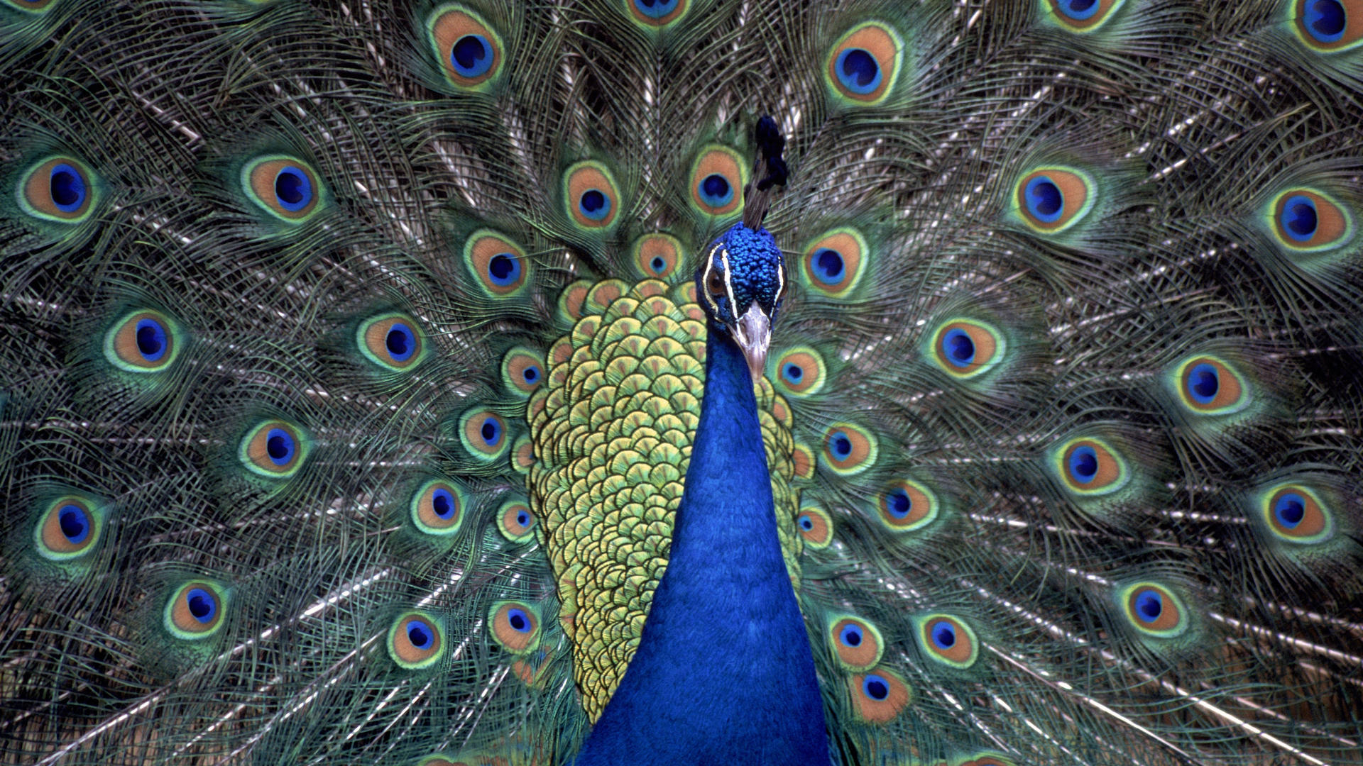 Peacock displaying colorful plumage in stunning detail.