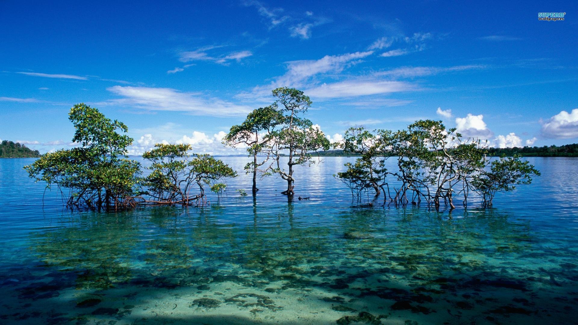 HD PC desktop wallpaper of a nature island: mangrove trees rising from clear turquoise water beneath a bright blue sky.
