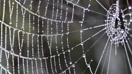 photography spider web HD Desktop Wallpaper | Background Image