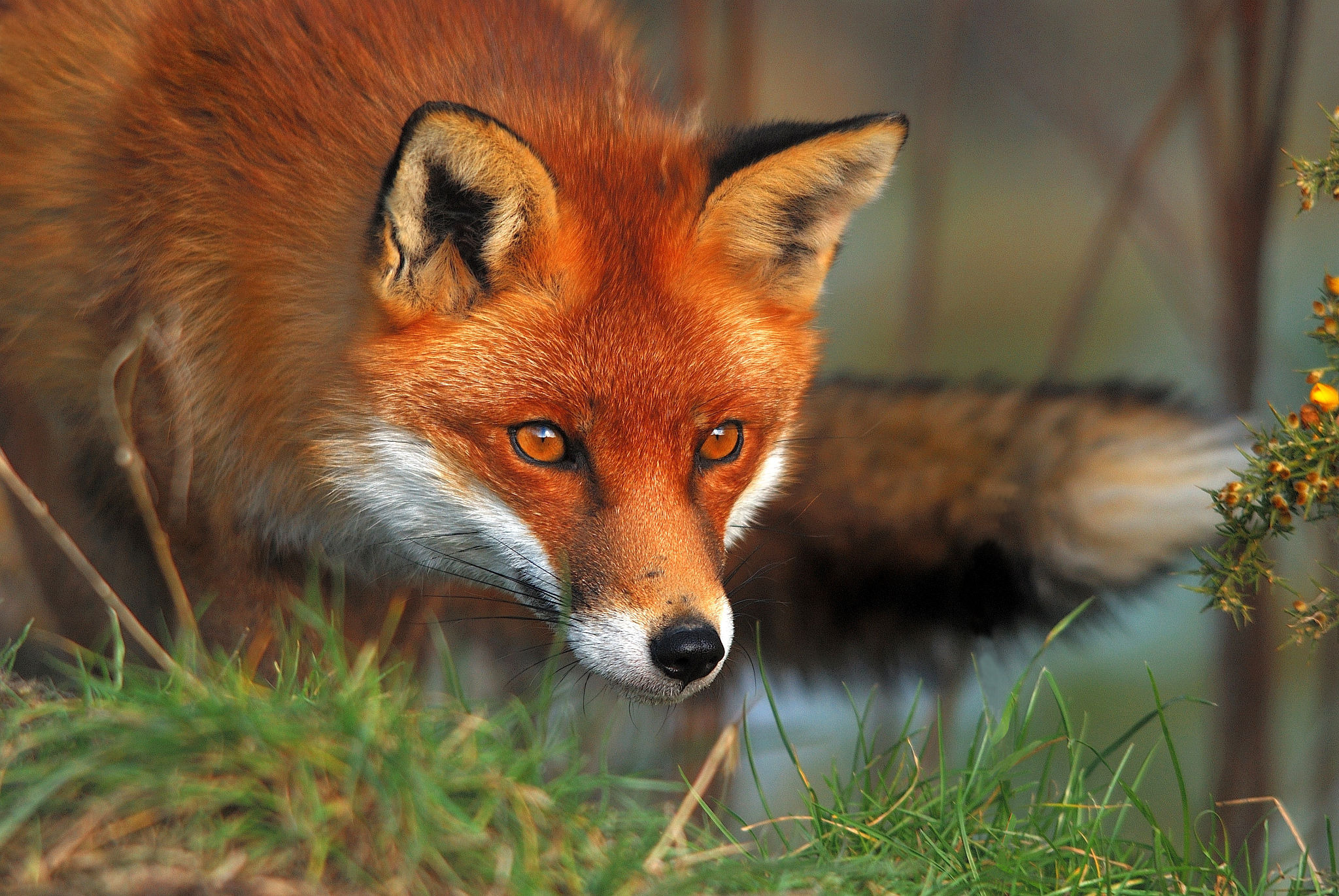 Animal Fox HD Wallpaper | Background Image