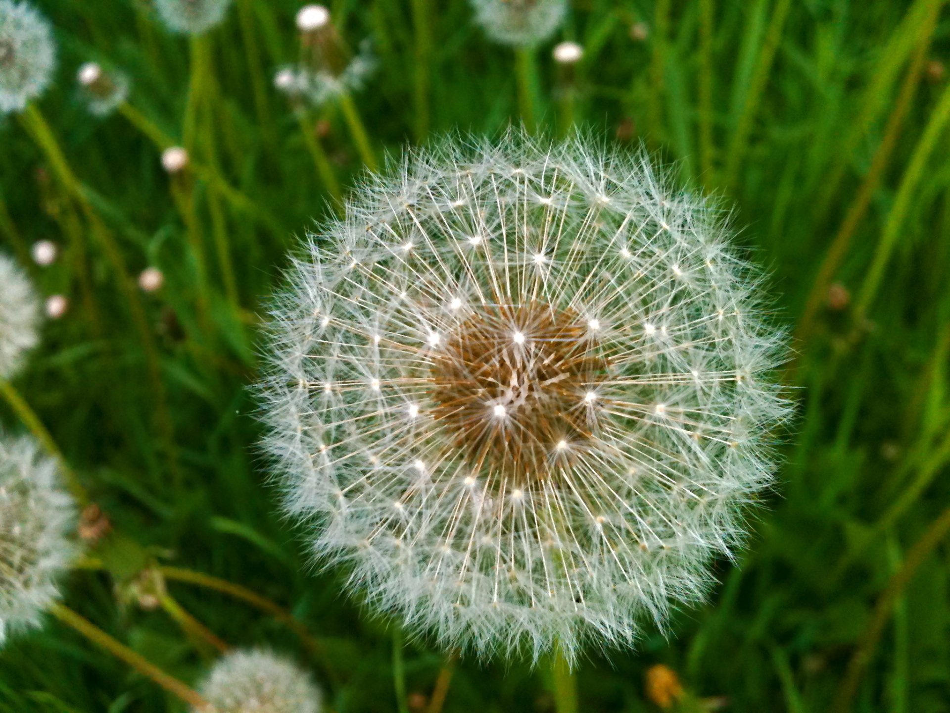 Download Nature Dandelion HD Wallpaper