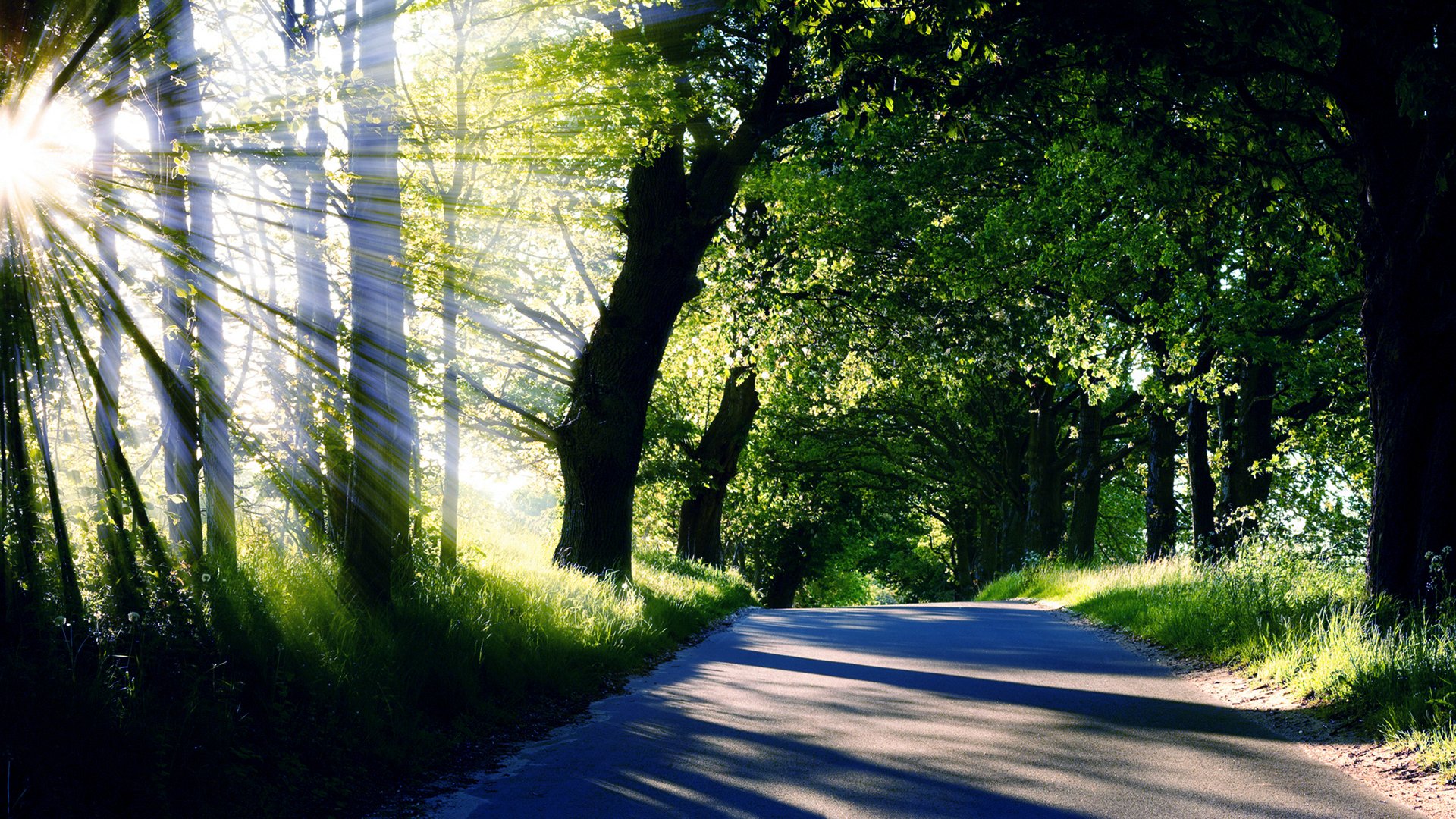 Scenic nature scene with sunlight streaming through trees onto a winding road, captured in vibrant detail for an HD PC desktop wallpaper and background.