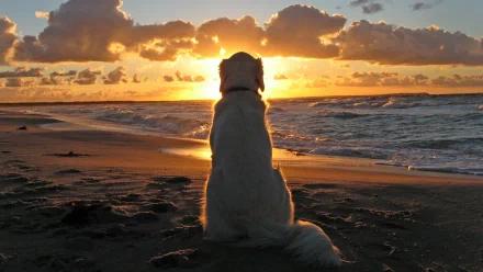 A golden retriever sits on a beach at sunset, gazing out at the ocean. This HD desktop wallpaper captures the serene moment with warm hues and soft light.