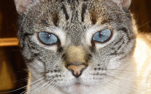  Serious Face