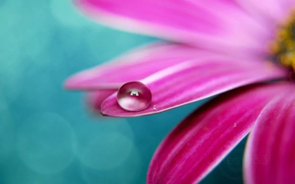 A close-up HD desktop wallpaper showing a pink flower petal with a clear water droplet, set against a soft, blurred blue-green background.