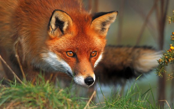 Animal Fox Wildlife HD Wallpaper | Background Image
