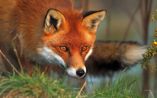 A high-definition desktop wallpaper featuring a close-up image of a fox with a bright orange coat, black-tipped ears, and an alert expression, standing amidst grass and foliage.