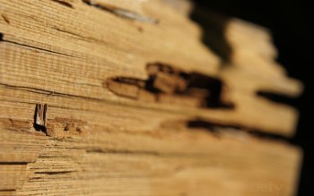 42 Wood HD Wallpapers | Background Images - Wallpaper Abyss