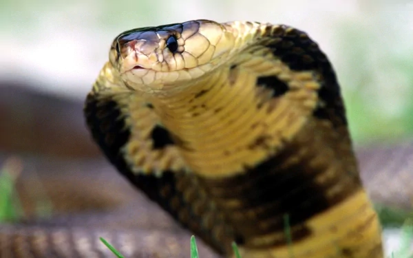 HD PC desktop wallpaper of an animal: close-up cobra with raised hood and yellow-black markings against a soft, blurred background.