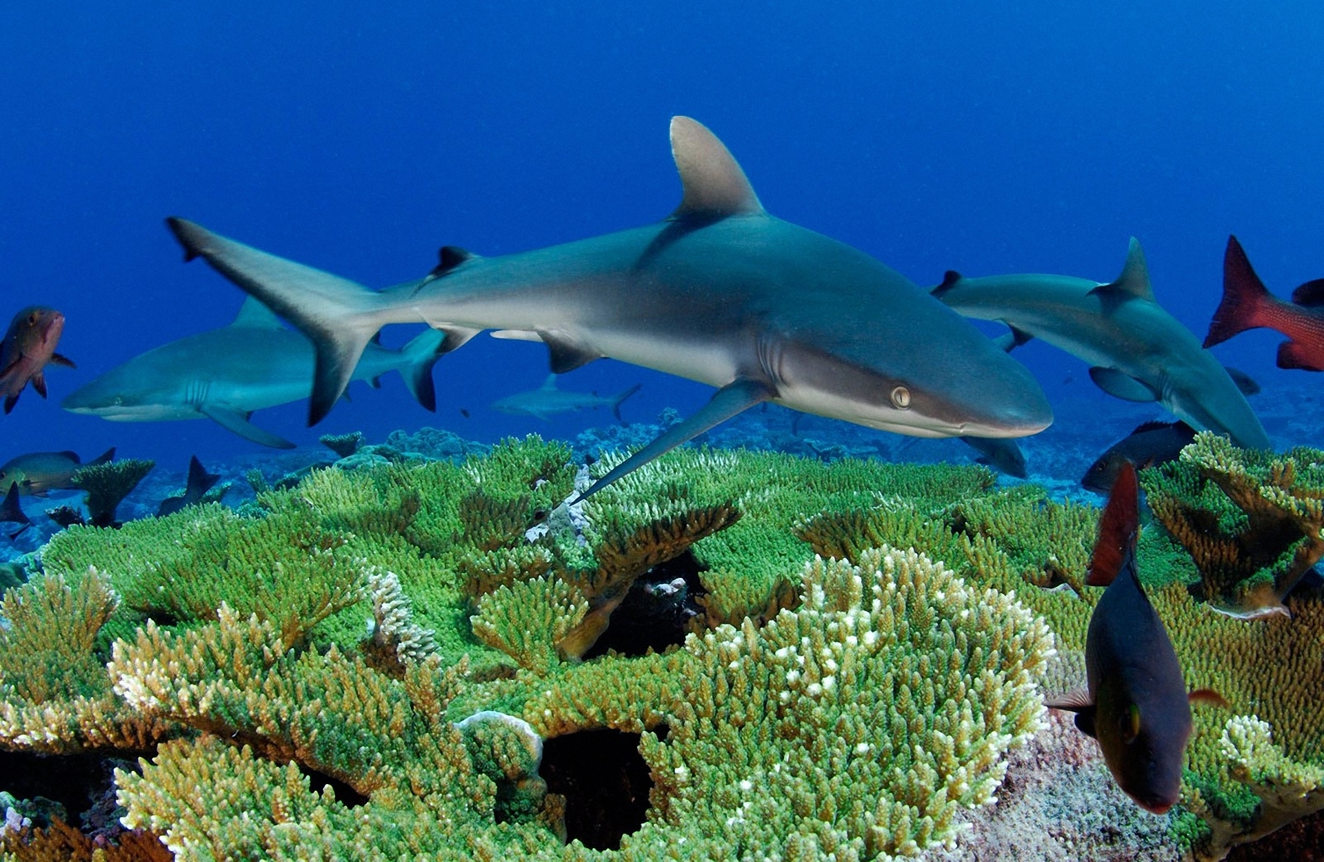 A sleek shark swimming gracefully in the deep ocean waters.