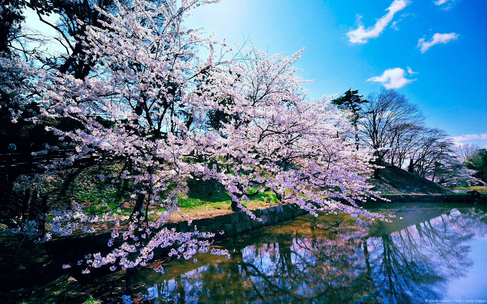 A serene nature scene featuring blooming cherry blossoms reflected in calm water under a bright blue sky, making a stunning HD desktop wallpaper.