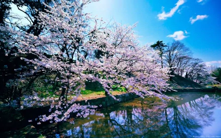 A serene nature scene featuring blooming cherry blossoms reflected in calm water under a bright blue sky, making a stunning HD desktop wallpaper.