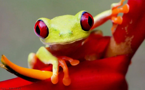 Close-up of a vibrant green frog with striking red eyes perched on a red and orange plant, captured in HD for a detailed PC desktop wallpaper.