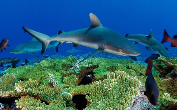 Animal Shark Sharks HD Wallpaper | Background Image