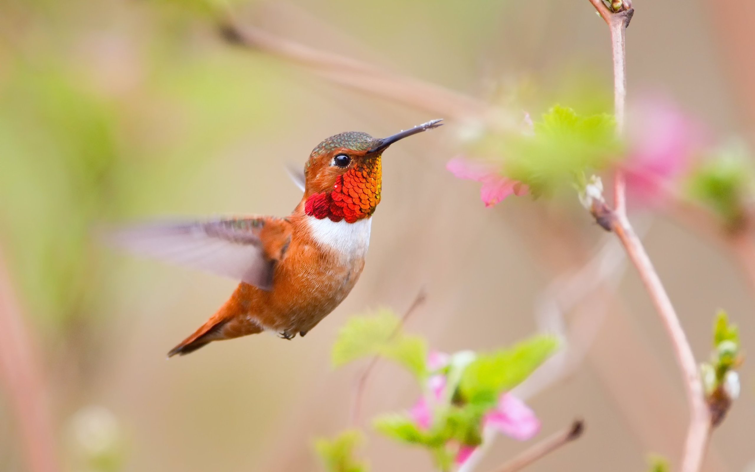 Hummingbird HD Wallpaper