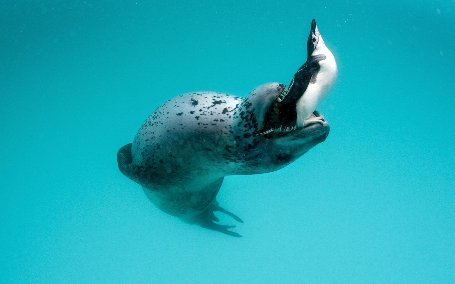 Animal Seal HD Wallpaper | Background Image
