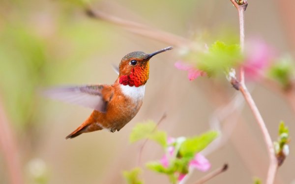 Animal Hummingbird Birds Hummingbirds Bird HD Wallpaper | Background Image