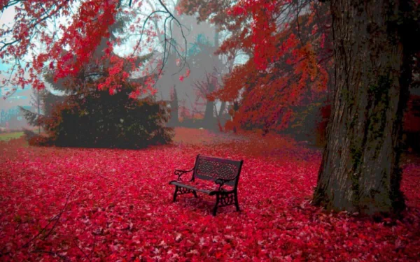 HD desktop wallpaper featuring a man-made bench surrounded by vibrant red autumn leaves in a serene park setting.