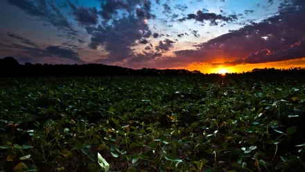 Nature sunset HD PC desktop wallpaper/background: a wide green field under dramatic clouds as the sun dips on the horizon, casting warm orange and purple light across the sky.