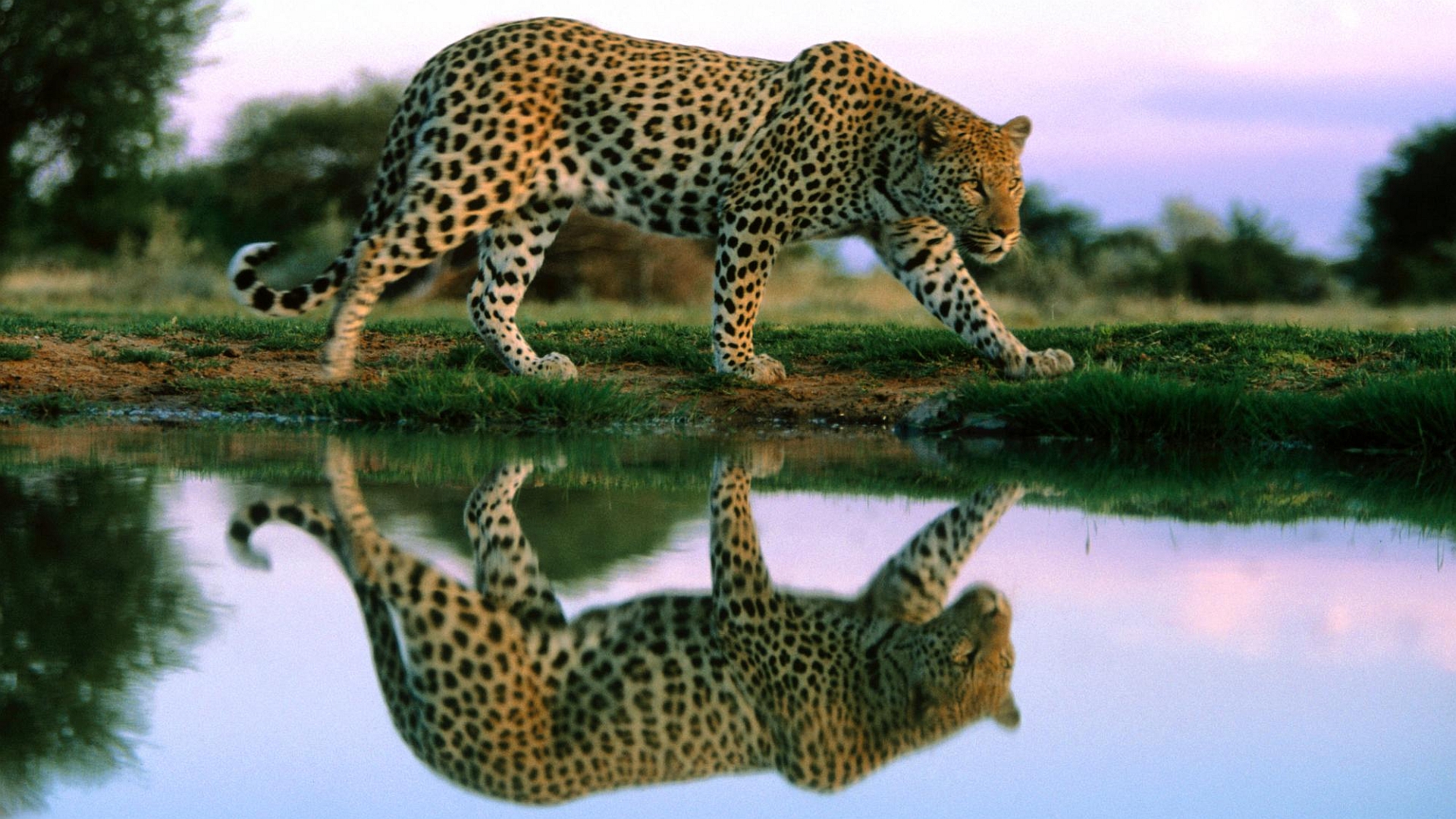 A majestic leopard against a stunning background - perfect for your desktop.