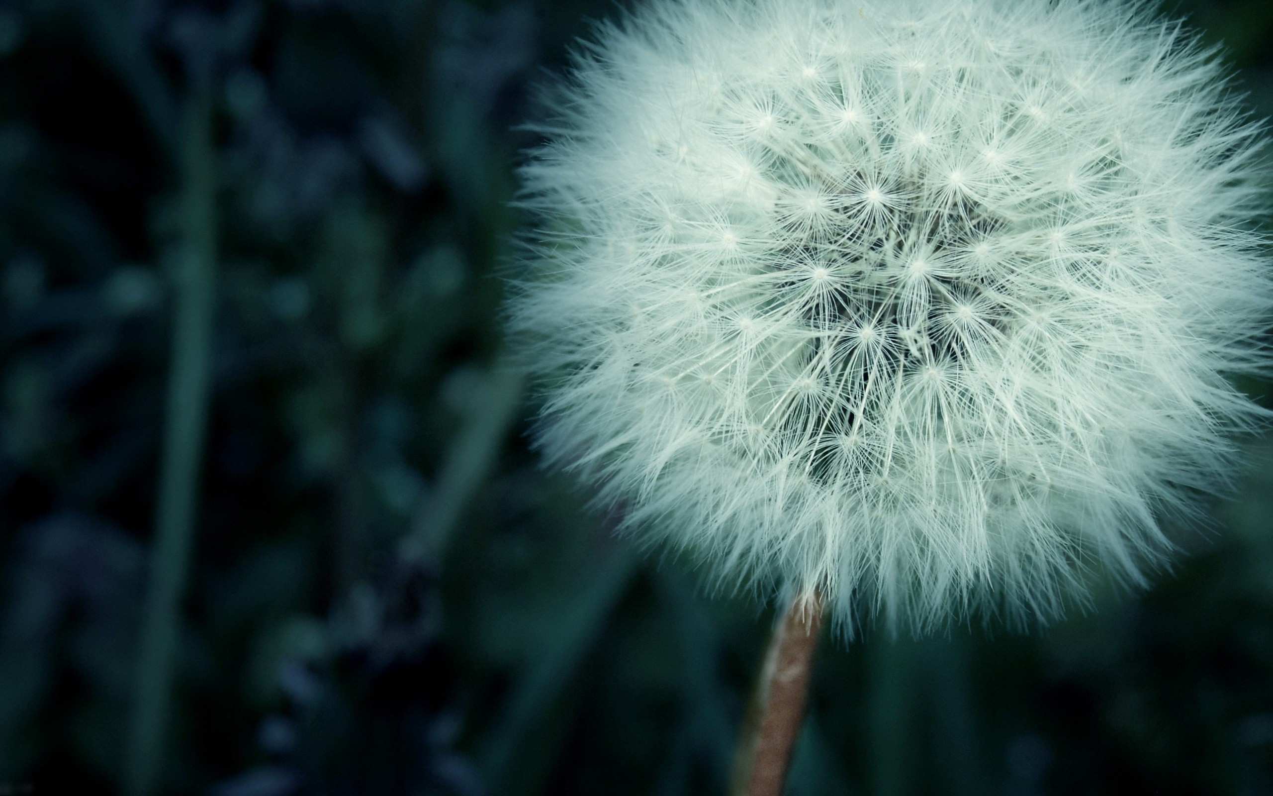 Close-up view of a beautiful dandelion in nature.