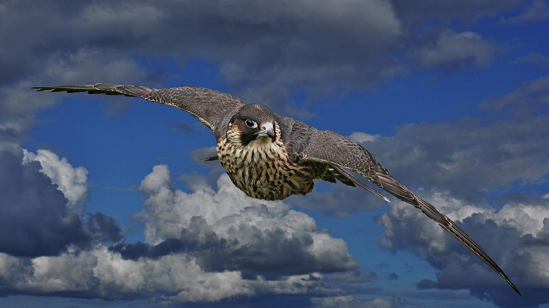 falcon view free download