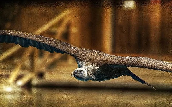 HD desktop wallpaper featuring a vulture in flight with outstretched wings against a blurred rustic background.