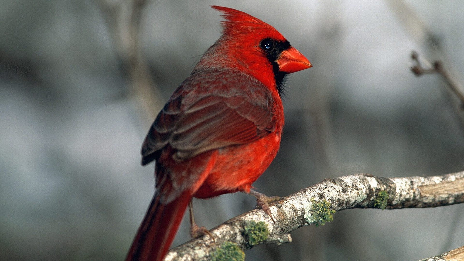 A majestic cardinal perched on a branch, displaying vibrant red plumage.