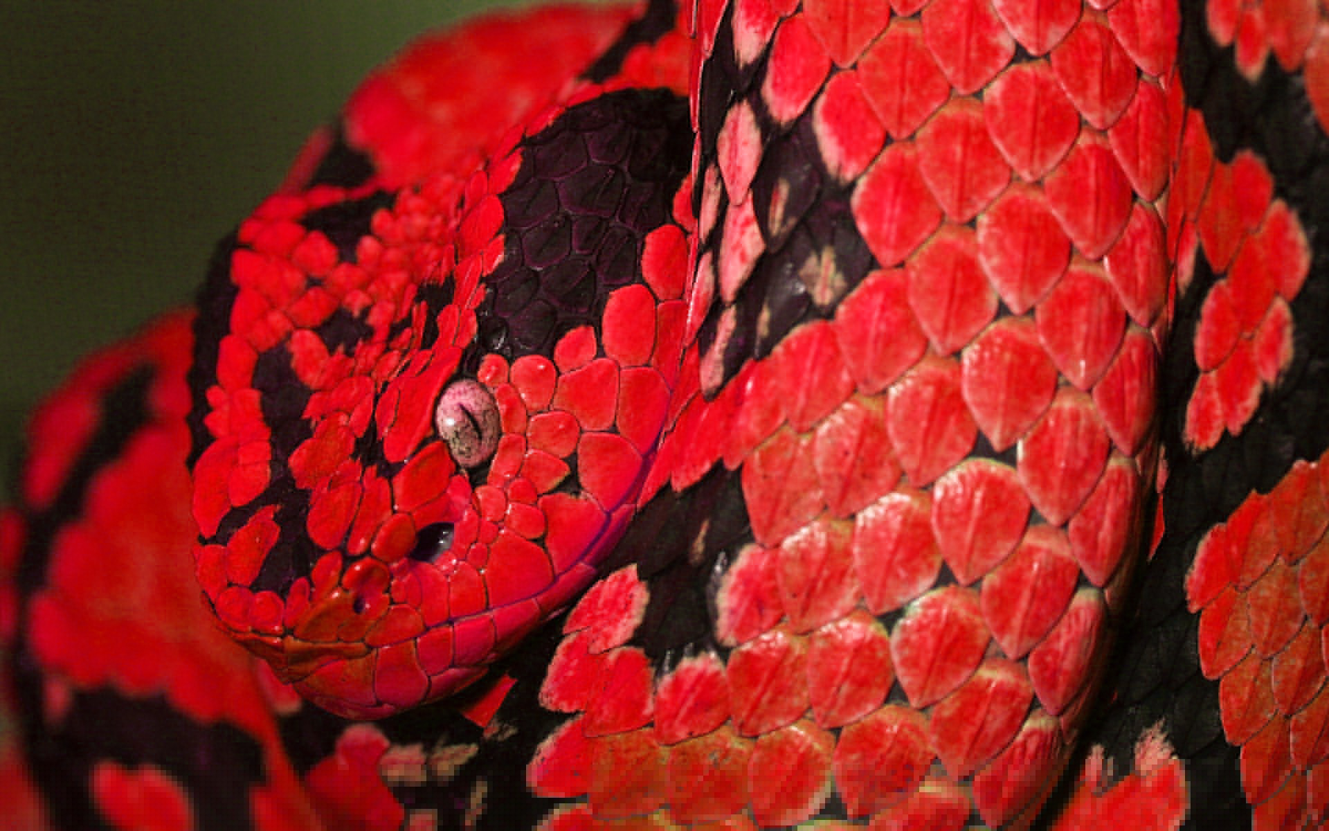 A vibrant snake in the wild, showcasing vibrant colors and patterns.