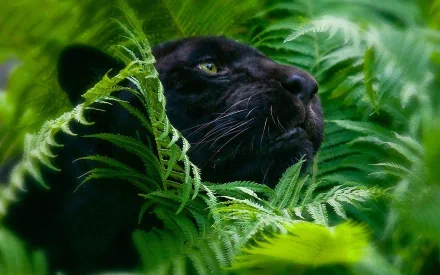 HD desktop wallpaper featuring a black panther partially hidden among lush green ferns, with a focused gaze.