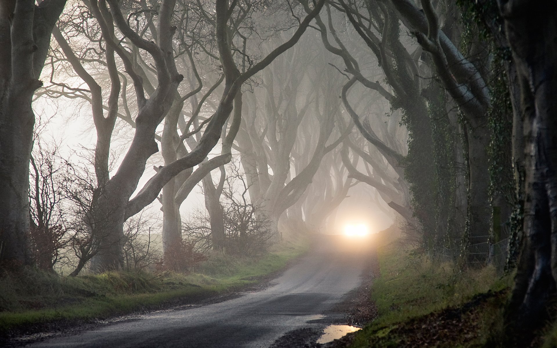 Download Road Tree Nature Fog HD Wallpaper