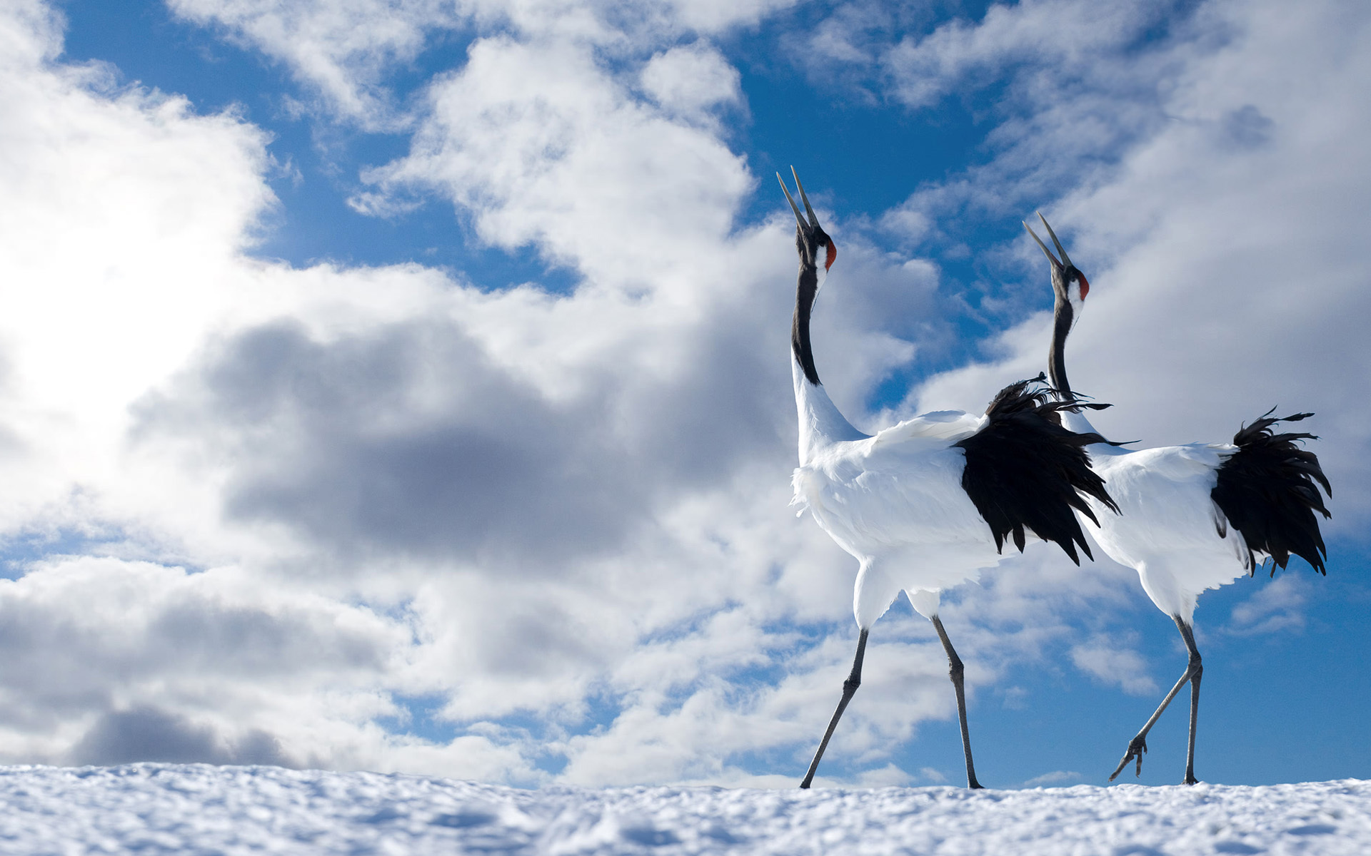 Red-crowned Crane in serene pose, showcasing elegant plumage, grace, and beauty.