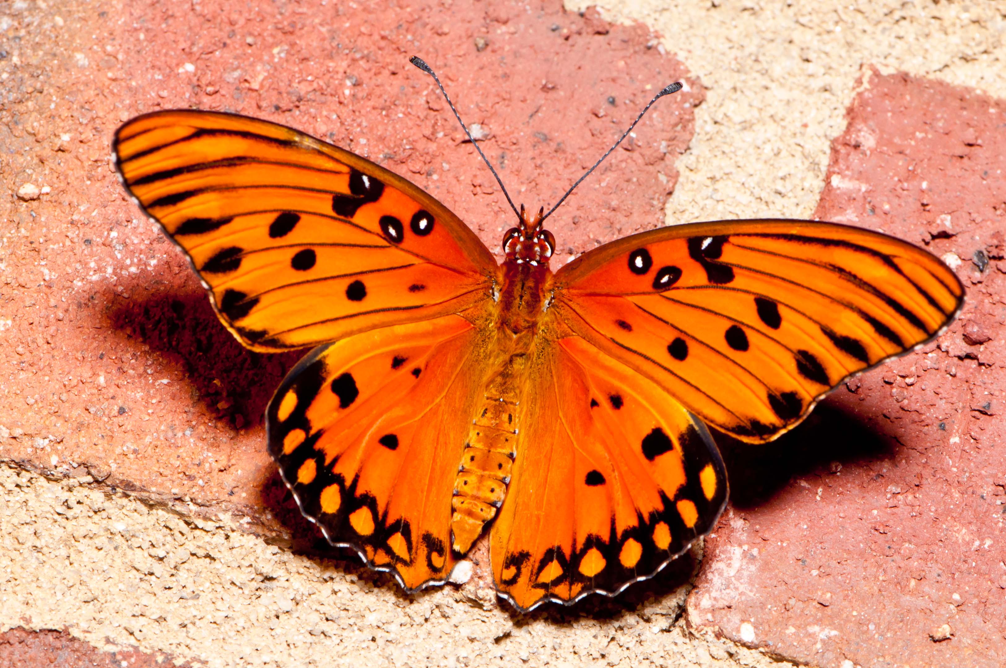  Butterfly  HD  Wallpaper  Background Image 3250x2159 ID 