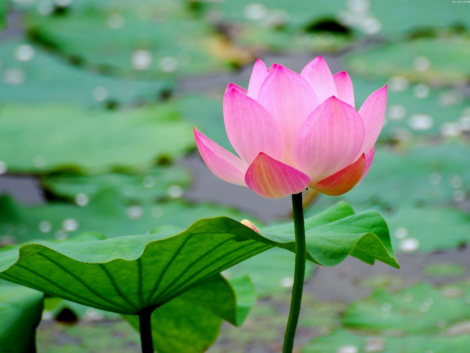 Lotus flower in natural surroundings.