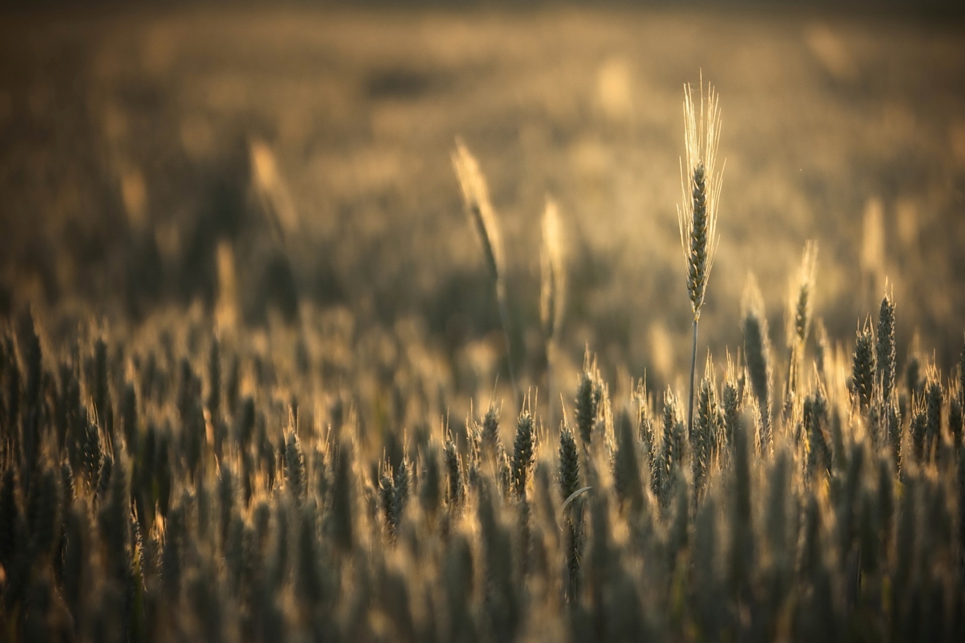 Download Nature Wheat HD Wallpaper