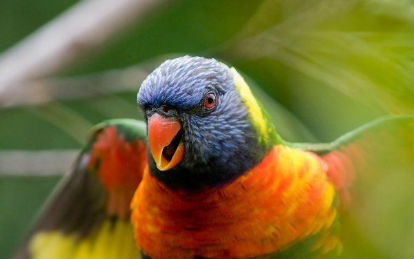 Animal Rainbow Lorikeet Birds Parrots Parrot HD Wallpaper | Background Image