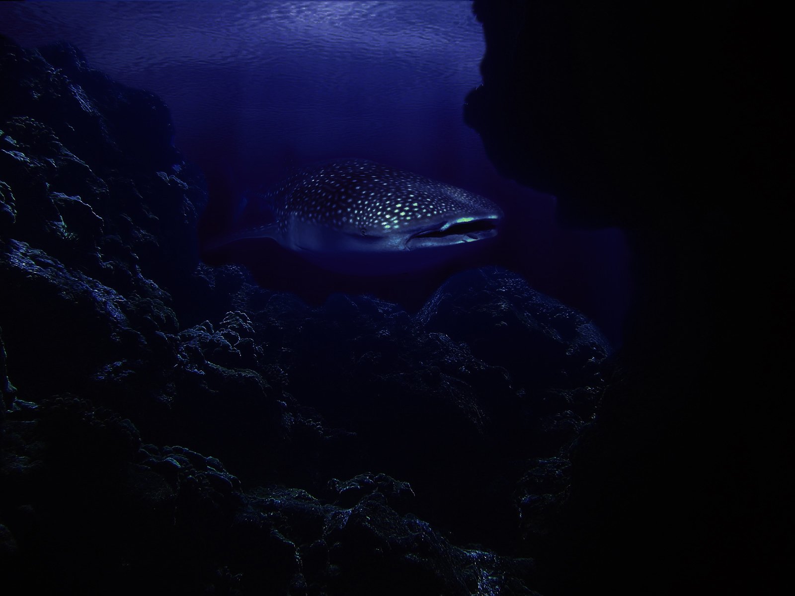 HD underwater wallpaper showing a spotted whale shark swimming through deep blue sea waters surrounded by coral and marine life.