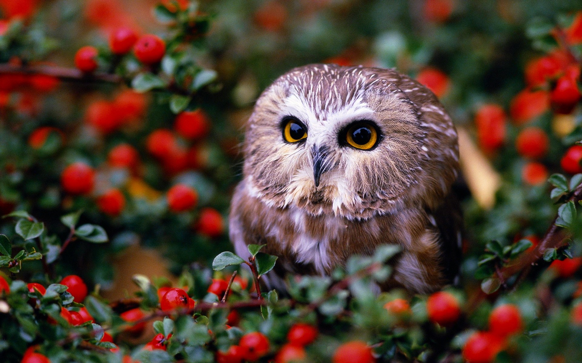 owl in garden HD  Wallpaper Hintergrund 1920x1200 ID 